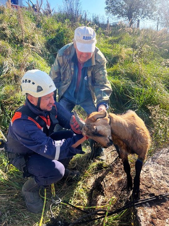 🐐 Спасли рогатого беглеца, упавшего в колодец 
 
🙌 Вчера работники дежурной смены 203-й пожарно-спасательной части #Мособлпожспас» спасли домашнего козлёнка, который провалился в открытый водопроводный колодец